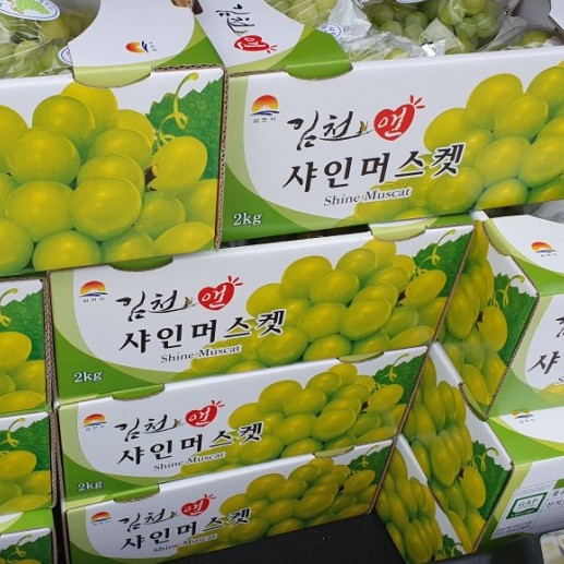  김천포도  샤인머스켓포도  망고포도  샤인머스캣포도 제철 진짜최고예요