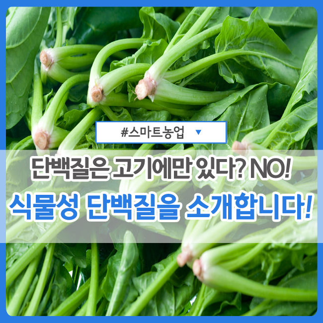  단백질은 고기에만 있다? NO! :: 식물성 단백질 이야기(feat. 시금치 피자)
