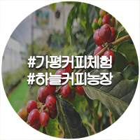  가평에서 즐기는 커피투어 가평하늘커피농장 체험프로그램