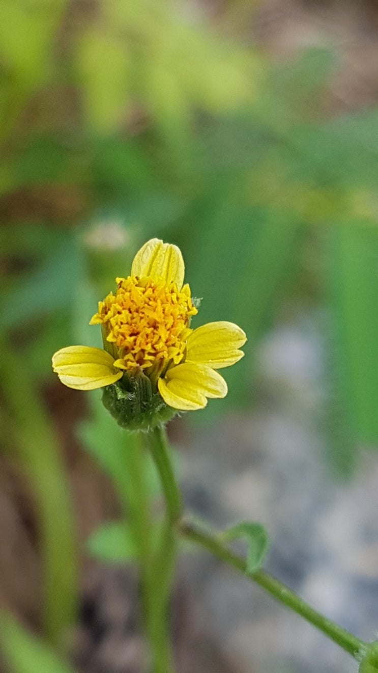 [꽃이야기] 여름야생화, 노란색 여름꽃 도깨비바늘