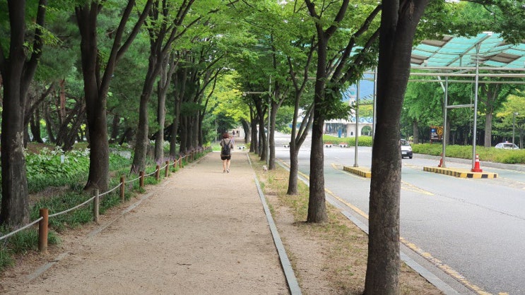  수중에서도 가능한 몬스테리아