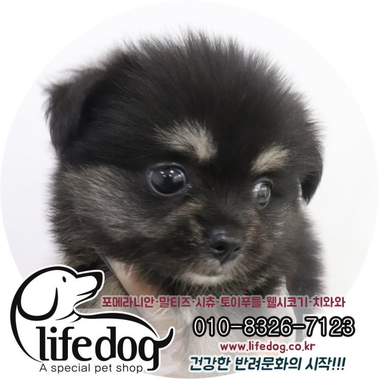  (부개동강아지분양) 블랙탄이 잘 어울리는 포메라니안 :)