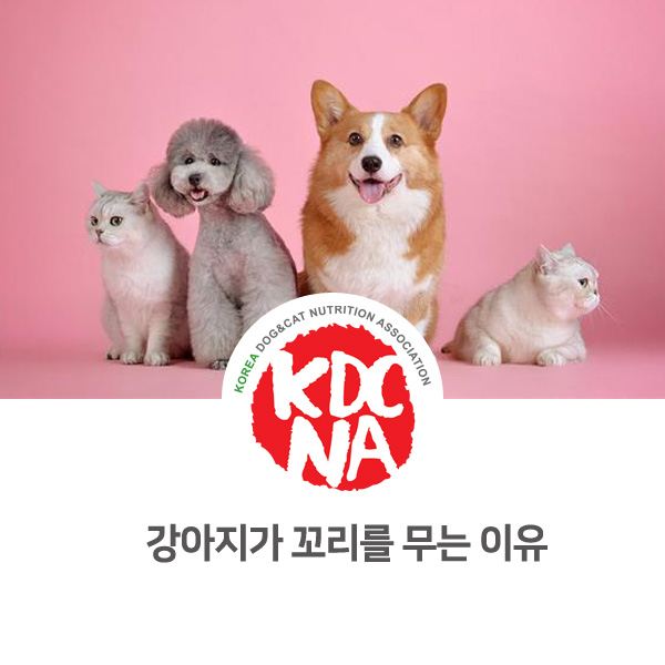  [반려동물에 대한 궁금증 알아보기] 강아지가 꼬리를 쫓는 이유?_29