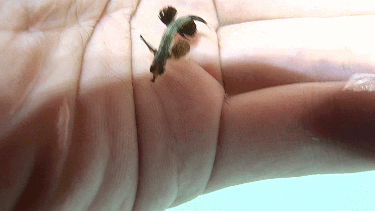  Cypselurus hiraii ホソトビウオ 제비날치 (2019 Jul.b) 