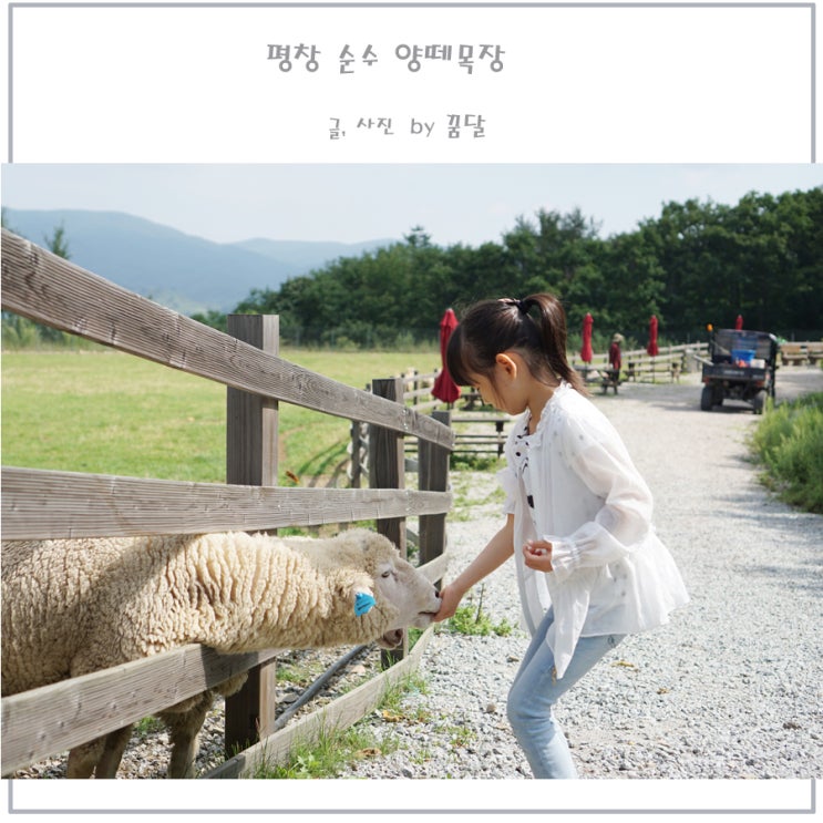 라마다 평창 순수 양떼목장 산책하기도 좋네 라마다 평창 순수 양떼목장 산책하기도 좋네