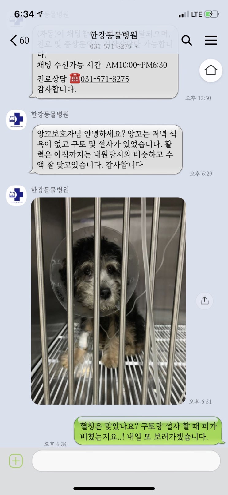  포인핸드 입양 ~ 파보 바이러스 치료기 1탄 (19/08/29)