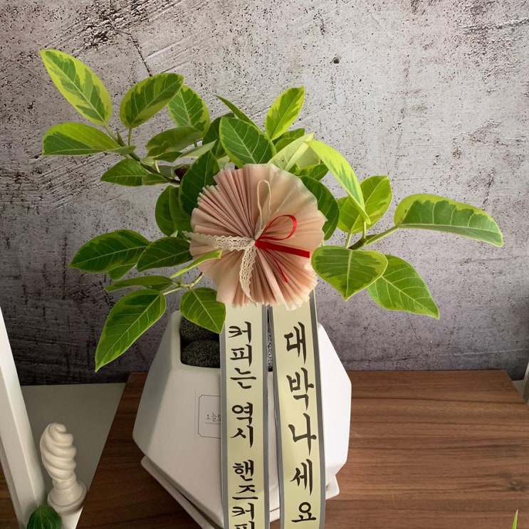  [대구 오늘도, 봄] - 개업화분, 개업선물, 인사이동, 영전, 시청꽃집, 수성구꽃집, 수성구청꽃집, 경찰청꽃집, 범물동꽃집, 지산동꽃집, 대구화분, 집들이선물, 플랜테리어,축하