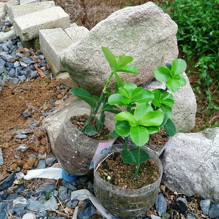  오랜만의 가드닝: 수경 아이비 정식, 사철나무 정식, 외국출신 로즈힙
