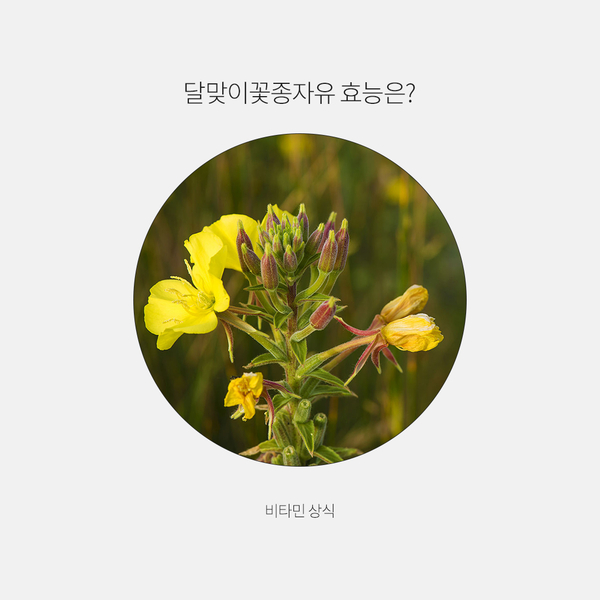  달맞이꽃 종자유 효능은?
