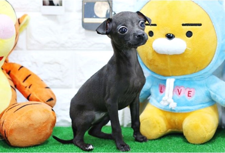  이탈리안그레이하운드가격 완전 착하구나