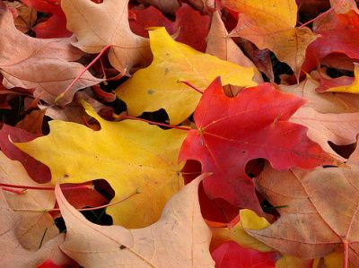  [분당 취미생활 피아노브릿지] Autumn Leaves