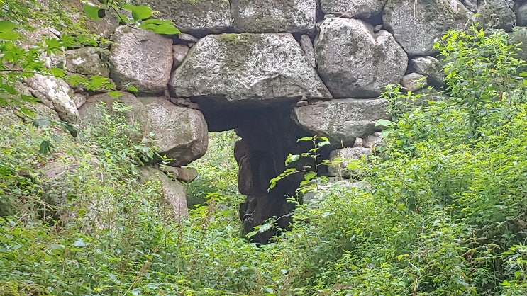 남한산성 동문 인근 암문 시구문 옆 수문 안 식물 생태계 탐사 남한산성 동문 인근 암문 시구문 옆 수문 안 식물 생태계 탐사