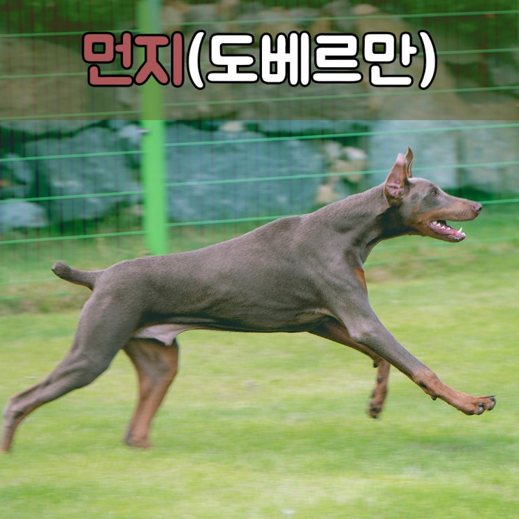  멋지고 잘생긴 도베르만의 기본적인 반려견교육, #부산애견훈련소 #창원애견훈련소