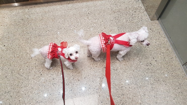  *울집 똥강아지들이 엄마를 산책시켜요ㅎ~