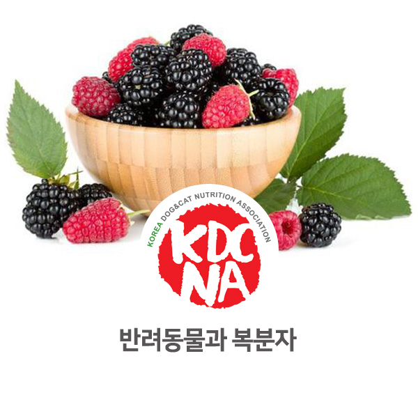  [강아지 고양이 영양 정보] 반려동물이 복분자 먹을 수 있을까?_108