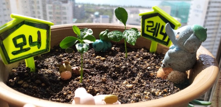 [ 막무가내 베란다 텃밭 2탄 ] 쑥쑥 자라는 레몬과 깻잎