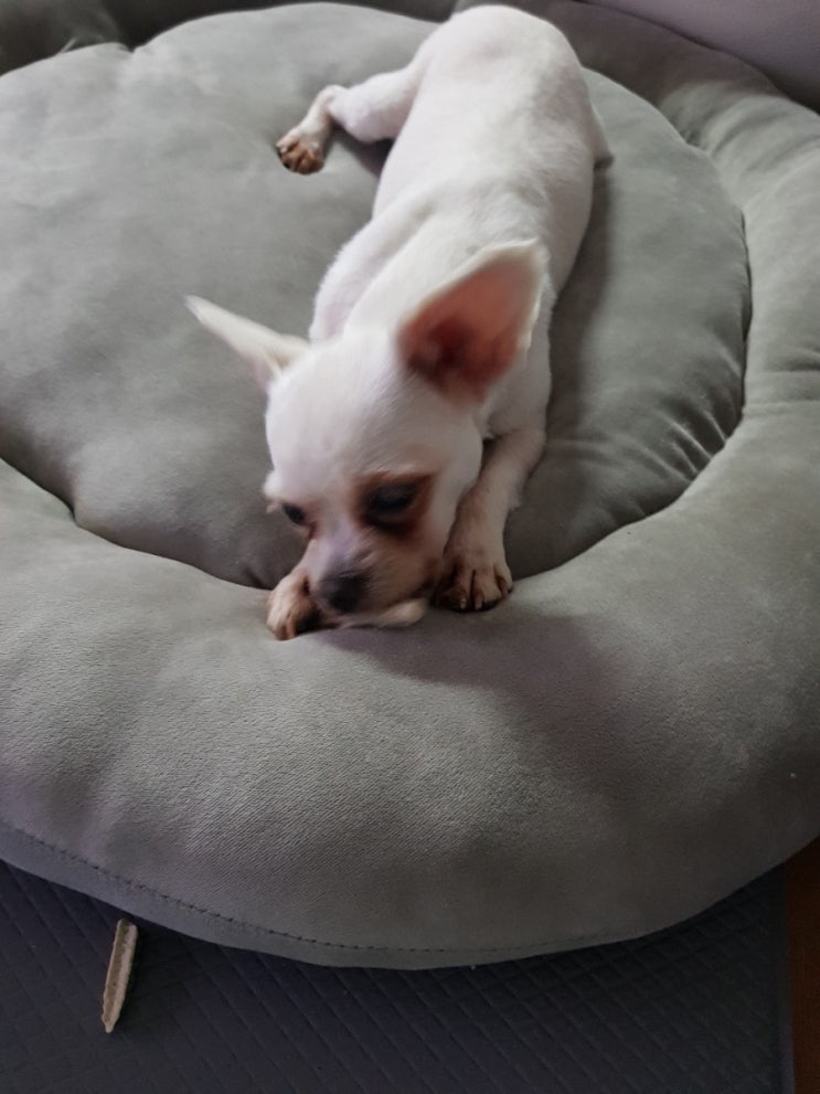  임보중인 뽕수니
