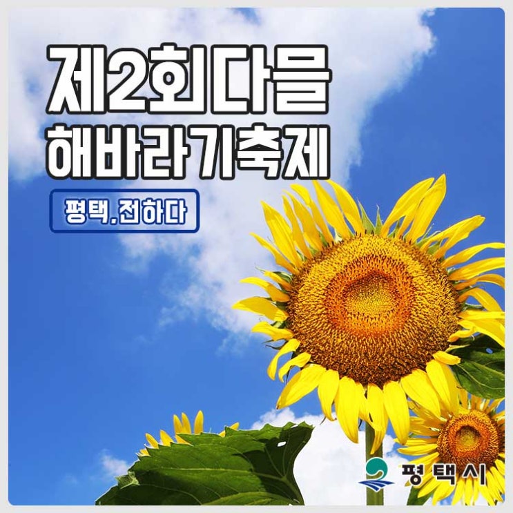  당신이 그립습니다. 제2회 다믈 해바라기 축제