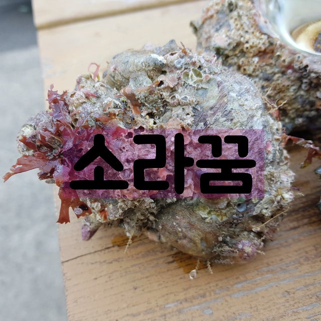 ◈ 소라꿈 해몽 ◈