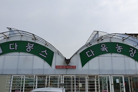 다봉스다육 이미지