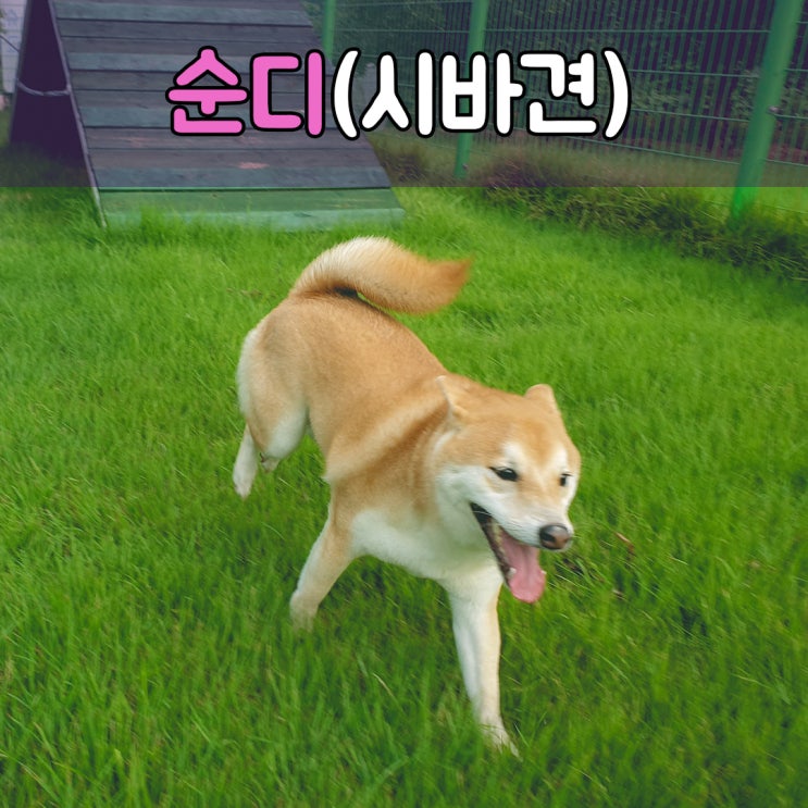  나의 반려견을 안심하고 맡길수 있는 #부산경남애견호텔 #부산경남강아지호텔