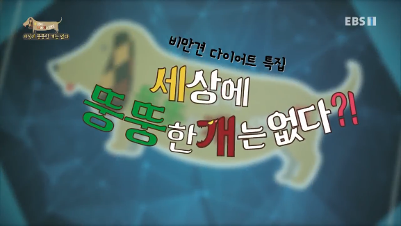  [EBS 세나개 방송리뷰] [세상에 나쁜 개는 없다] 세상에 뚱뚱한 개는 없다 - 비만견 특집 다이어트 독(DOG) 1부