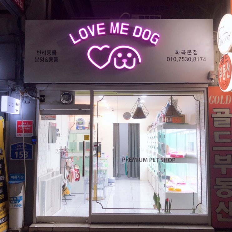  양천구 강아지분양 러브미독   비수기 마지막 할인행사하고   있어요