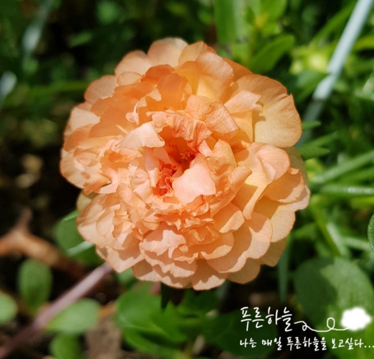  다이아몬드 &  포체리카