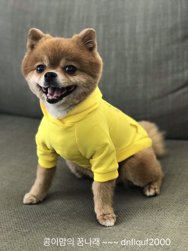  까스텔바작 X마이펫의 이중생활 콜라보 펫웨어