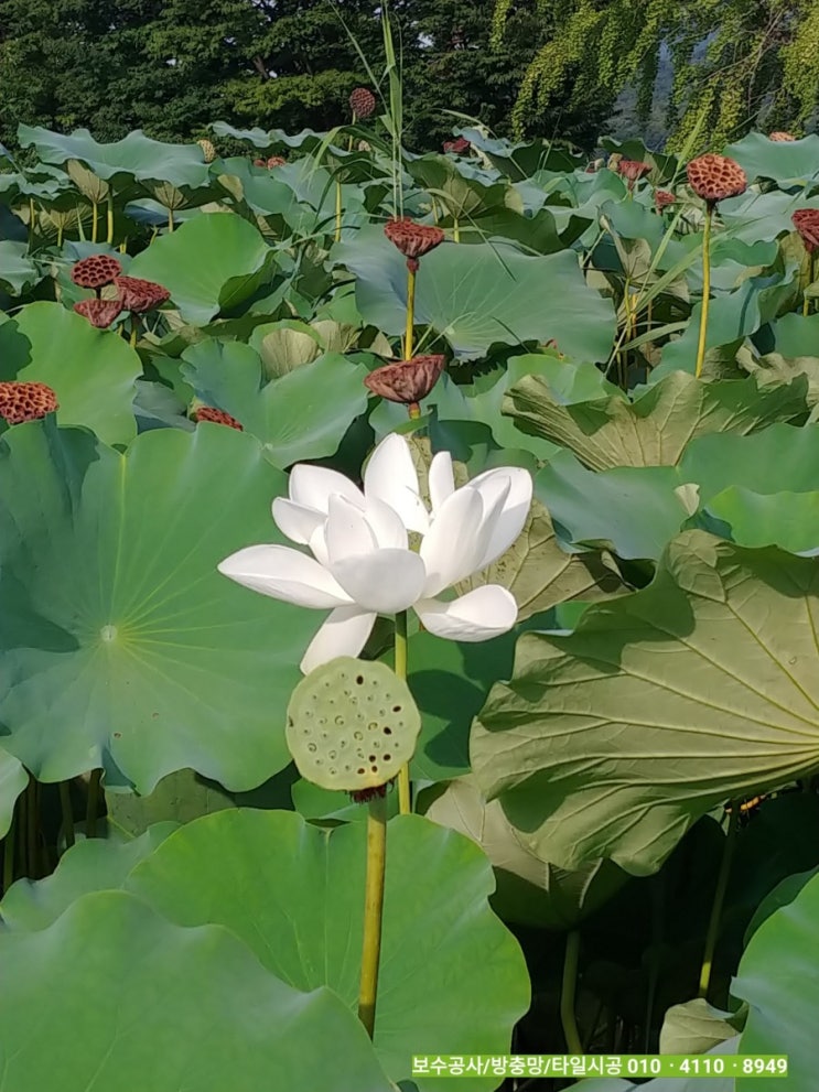  연꽃과수련꽃