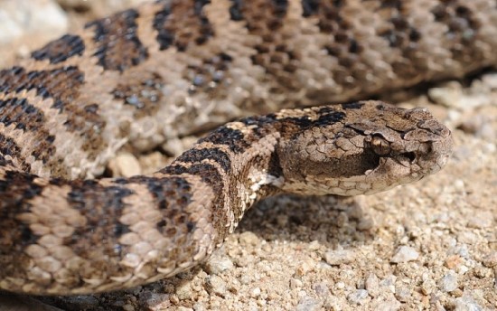  독사(Adder, Asp, Basilisk, Cockatrice, Viper) 