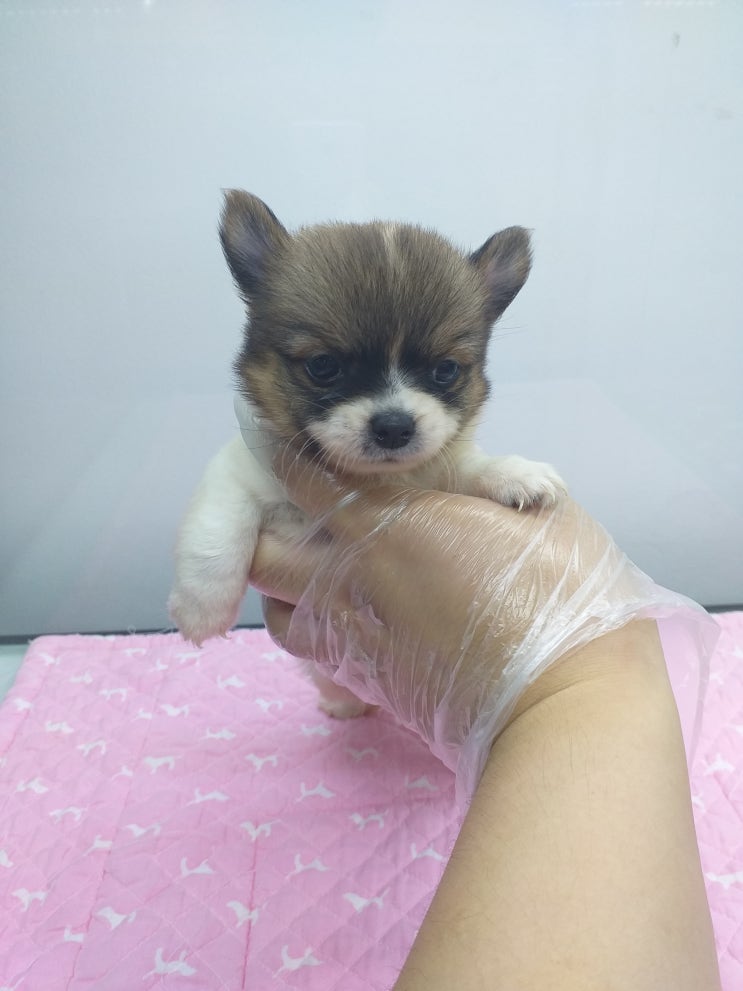  만수동 강아지분양 분양은 장모치와와분양은 러브미독에서!!
