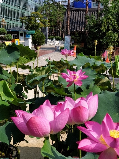  경율이상