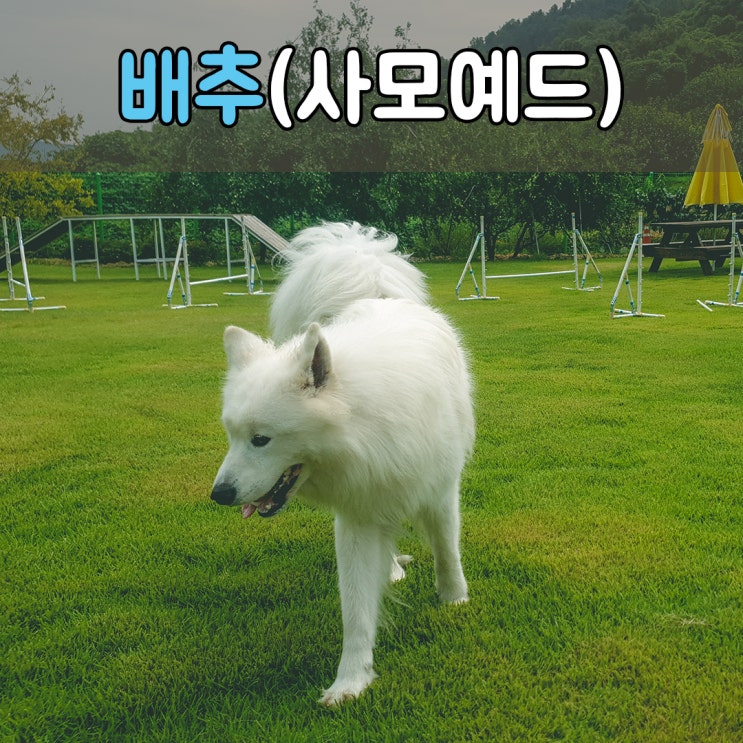  여름철 반려견호텔 이용중인 사모예드, #대구애견호텔 #대구대형견호텔