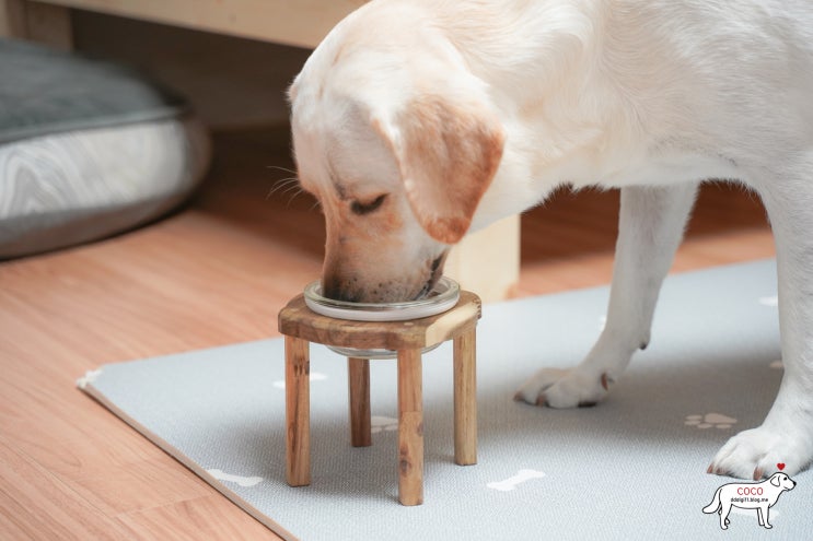  장콩펫 강아지 밥그릇 물그릇 높이 15cm, 코코도 좋아해