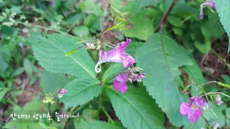  잎새버섯,꽃송이버섯을 만난 줄싸리버섯 산행(4차)