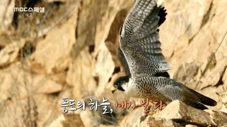 <MBC스페셜> 풍도, 720일간의 야생기록 <MBC스페셜> 풍도, 720일간의 야생기록