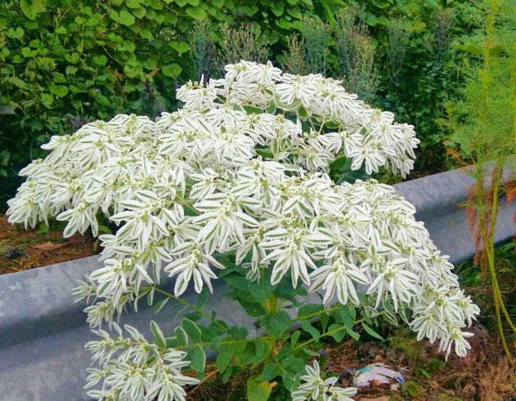  설악초 피던날