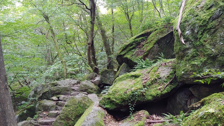 유명산 골진 계곡 풍경 유명산 골진 계곡 풍경