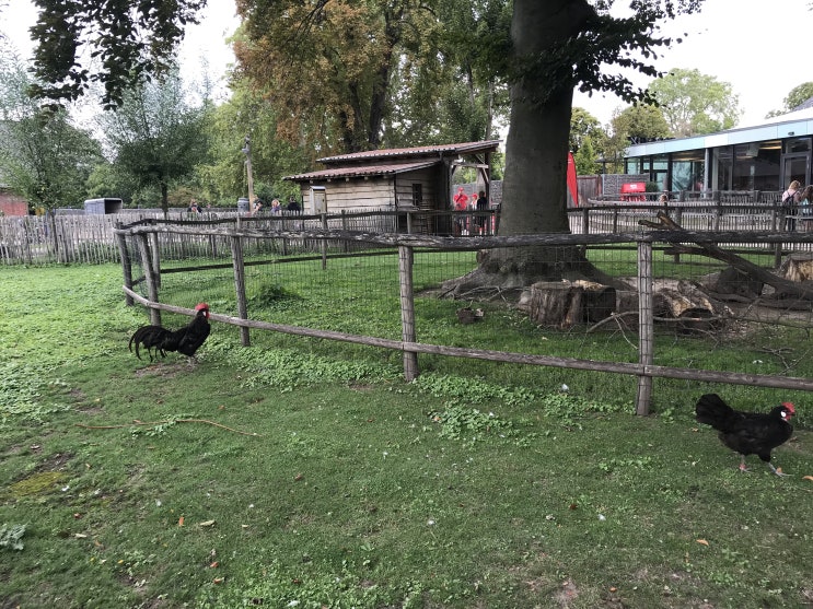  Köln_쾰른 동물원에 가다_쾰른_가볼만한곳