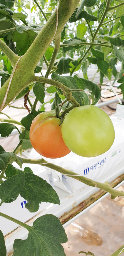 양액재배 11편 - 토마토재배 환경에 대한 적응성
