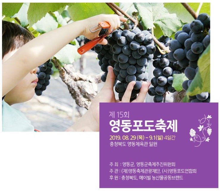  제15회영동포도축제2019/정강환/영동축제관광재단/배재축제철학/배재대학교/축제현장모니터/현장컨설팅/제자격려/축제음식부스/킬러콘텐츠/와인축제/난계국악축제/곶감축제