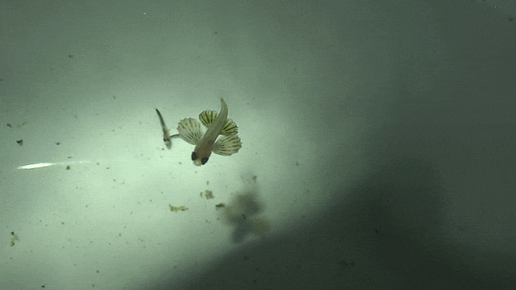  Cypselurus poecilopterus アヤトビウオ 새날치 (2019 Aug.a)   