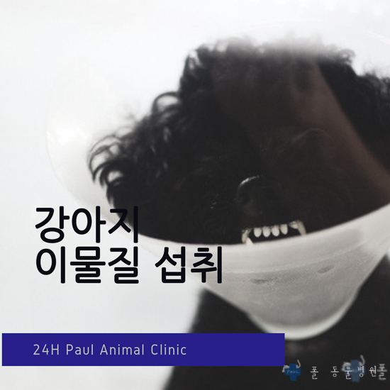  강아지 이물질 섭취, 침 흘림, 중독 증상, 응급치료 & 분당 24시 폴 동물병원