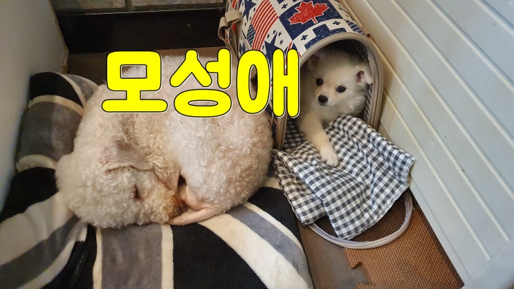  폼피츠 입양, 베들링턴테리어 모성애 놀랍다