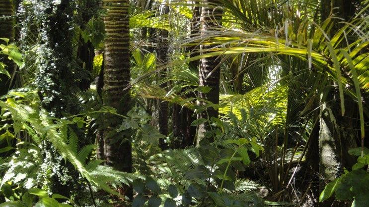  지구의 허파를 위해서 기도해 주세요. #Pray For Amazonia
