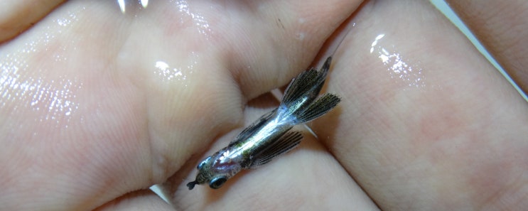  Cypselurus hiraii ホソトビウオ 제비날치 ( 2018 Aug.j )