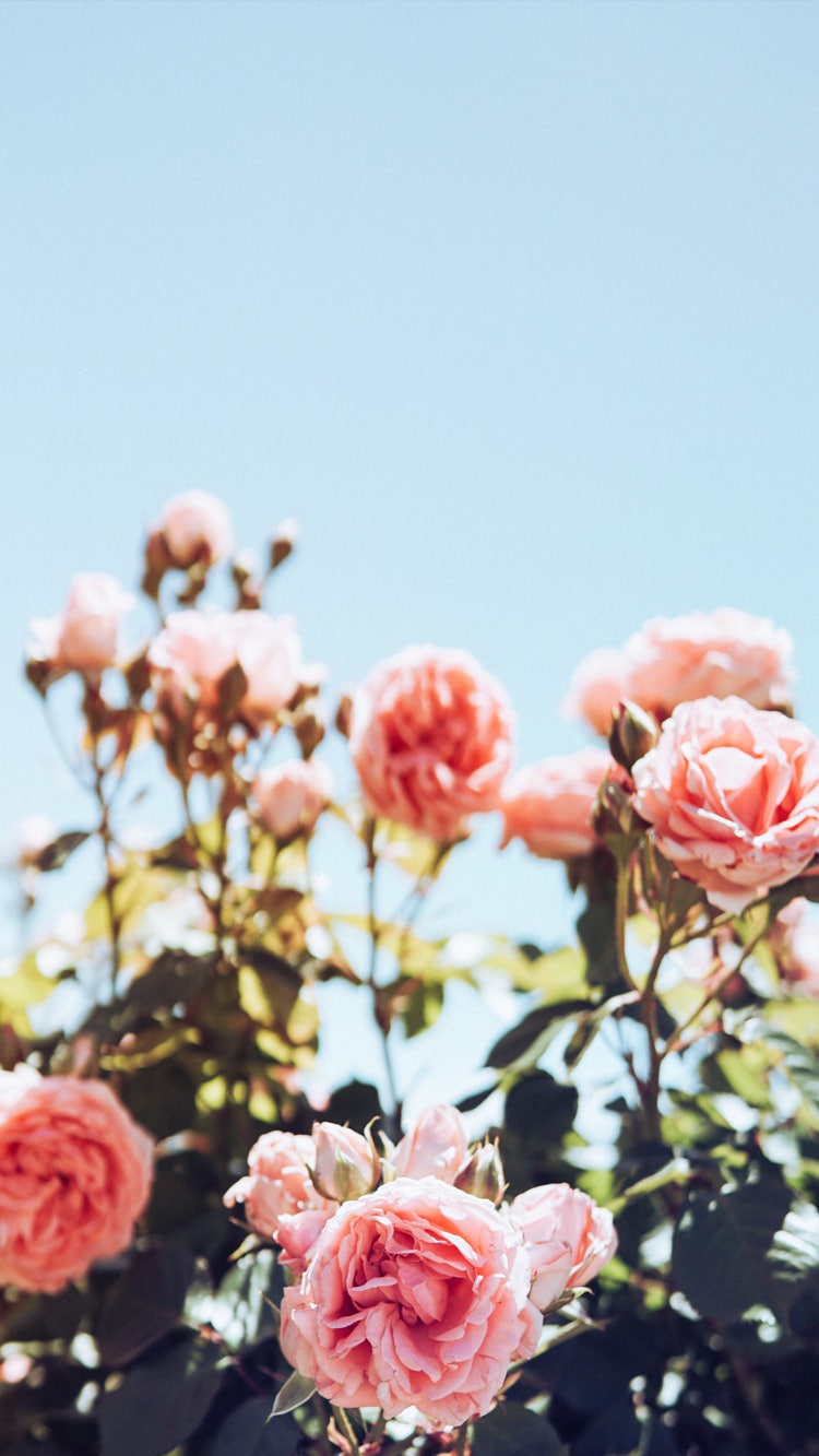 5월달 꽃 선물 추천 | TikTok, image size:750x1333