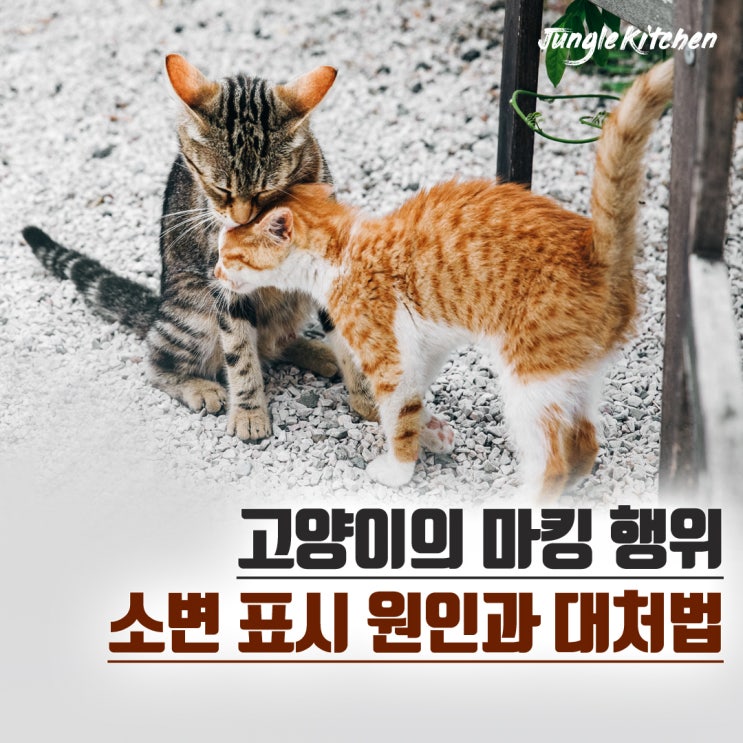 고양이 소변 마킹, 아무데나 쉬하는 고양이? (고양이 소변 표시, 대처법)