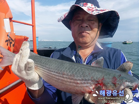  인천배낚시 숭어와 우럭 인천쭈꾸미낚시 까지~